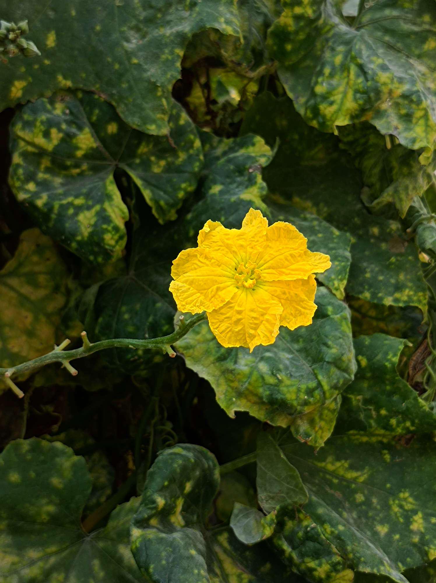 老屋丝瓜藤爬满墙