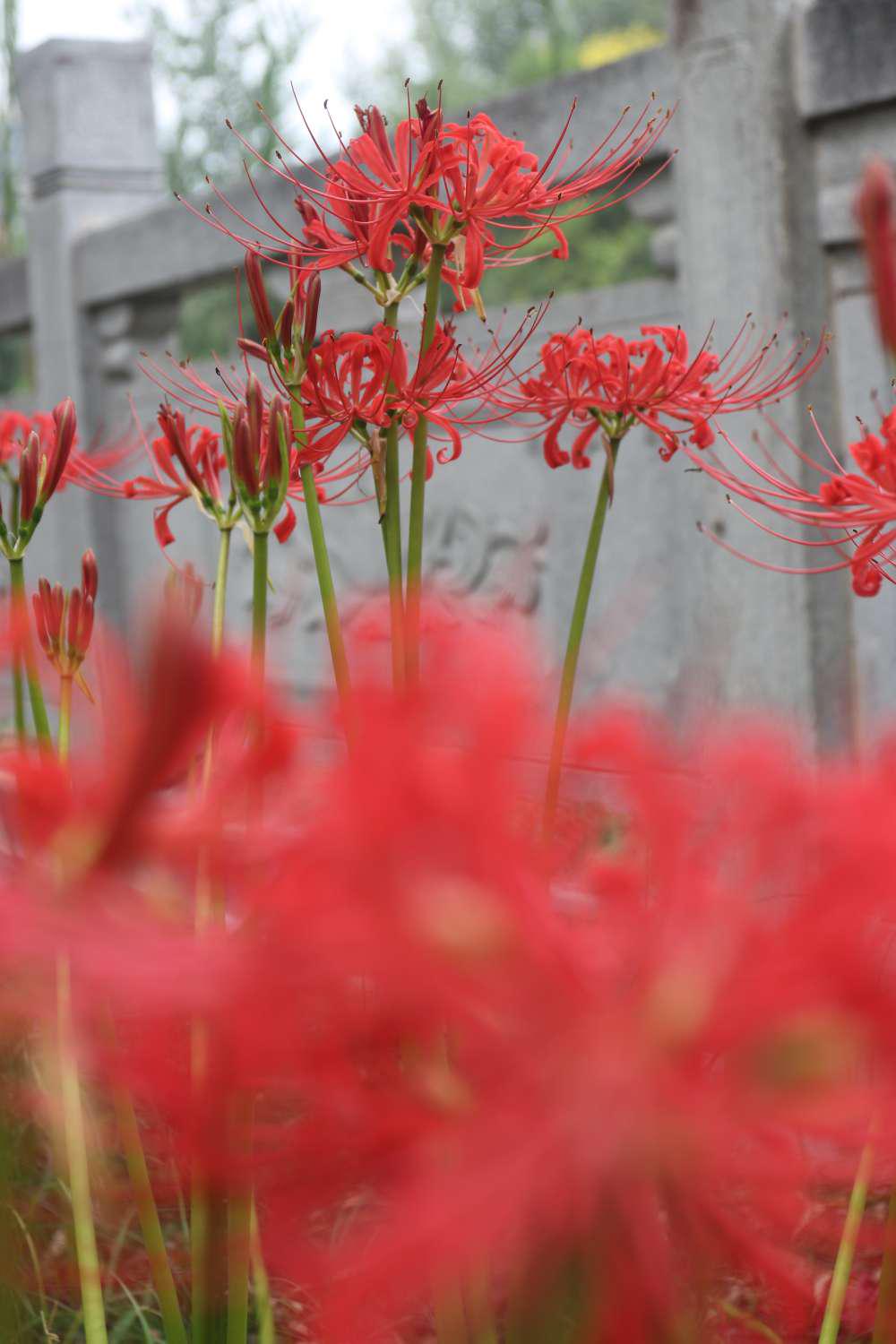 彼岸花,每一朵都开到了心尖尖上,美到极致!