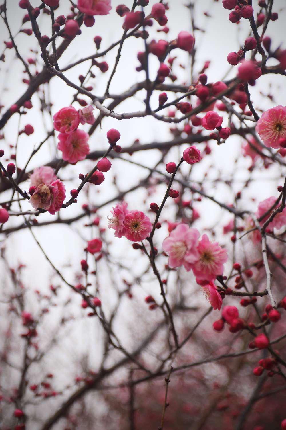 【摄影发现身边美好】春来了,梅花怒放,如一幅绚丽的画卷!