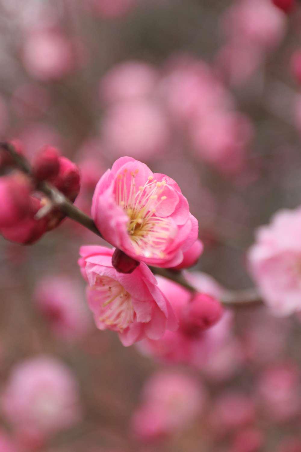【摄影发现身边美好】春来了,梅花怒放,如一幅绚丽的画卷!