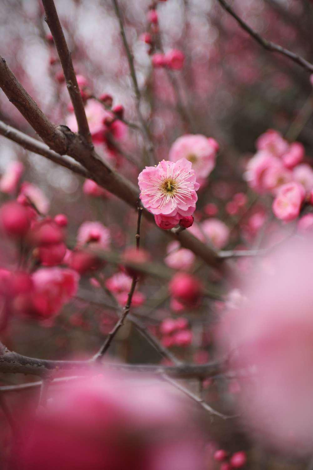 【摄影发现身边美好】春来了,梅花怒放,如一幅绚丽的画卷!