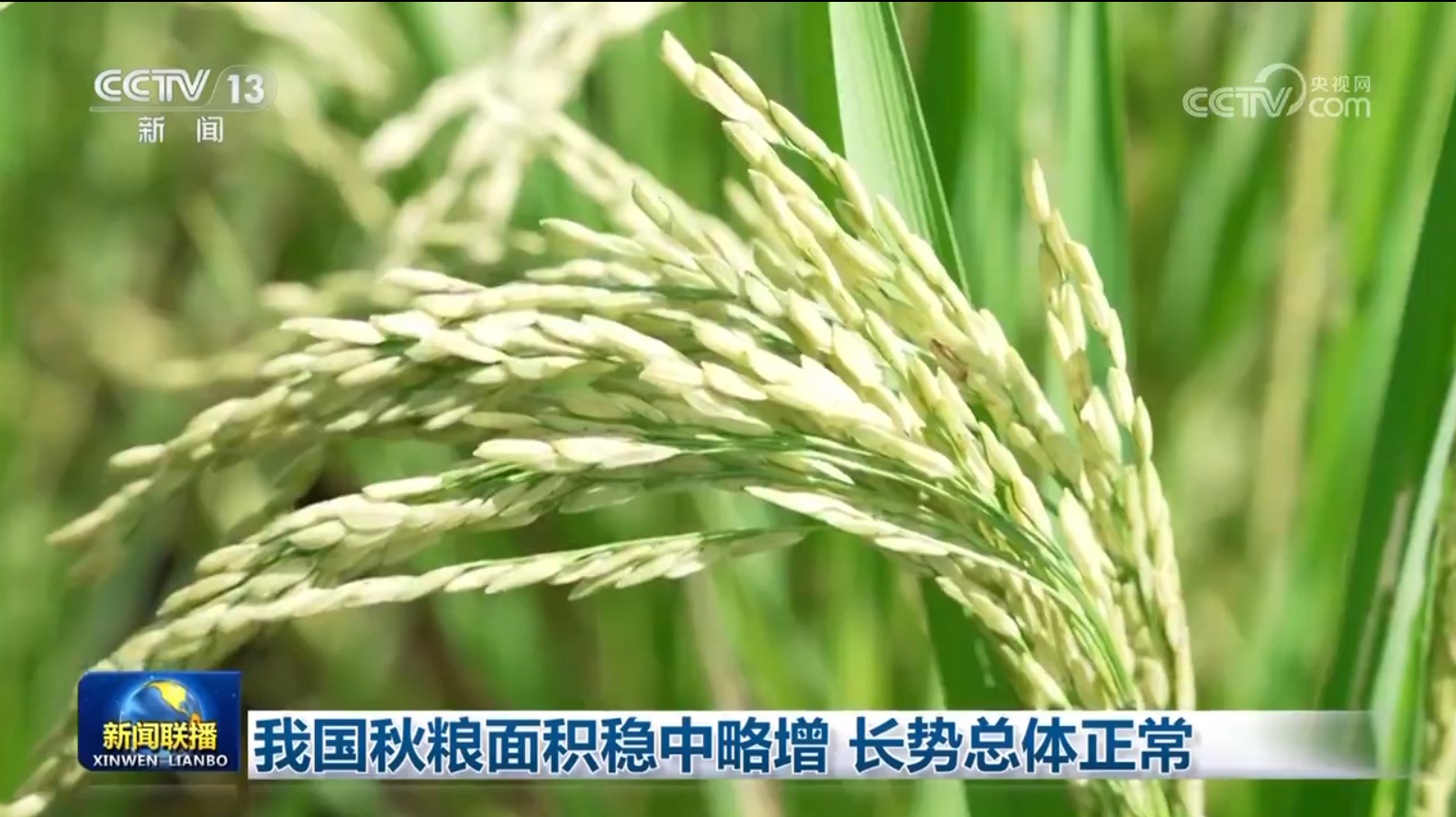 央媒看河南 | 关注秋粮长势、新一轮降雨等内容