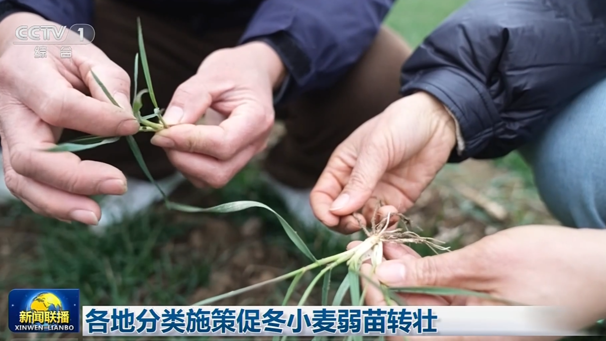央媒看河南丨關(guān)注各地分類施策促冬小麥弱苗轉(zhuǎn)壯等內(nèi)容