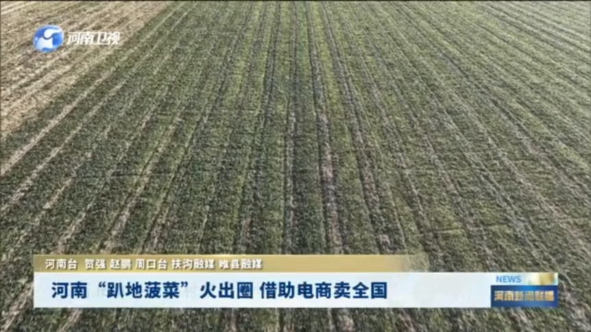 河南“趴地菠菜”火出圈 借助电商卖全国