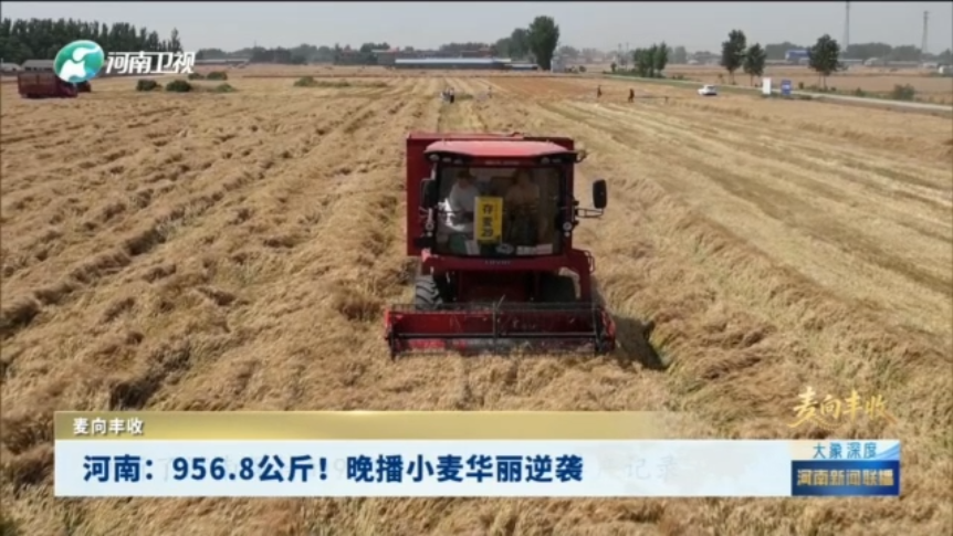 河南：956.8公斤！晚播小麦华丽逆袭 丨大象深度·麦向丰收