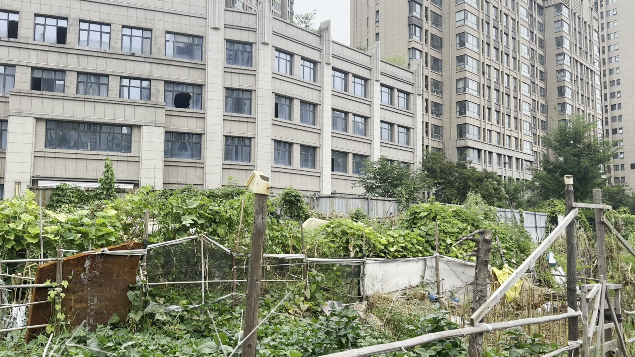 郑州一小区南侧市政道路6年未动工，规划道路被铁皮围挡，荒地变居民“菜园”，建设单位：卡在土地征迁