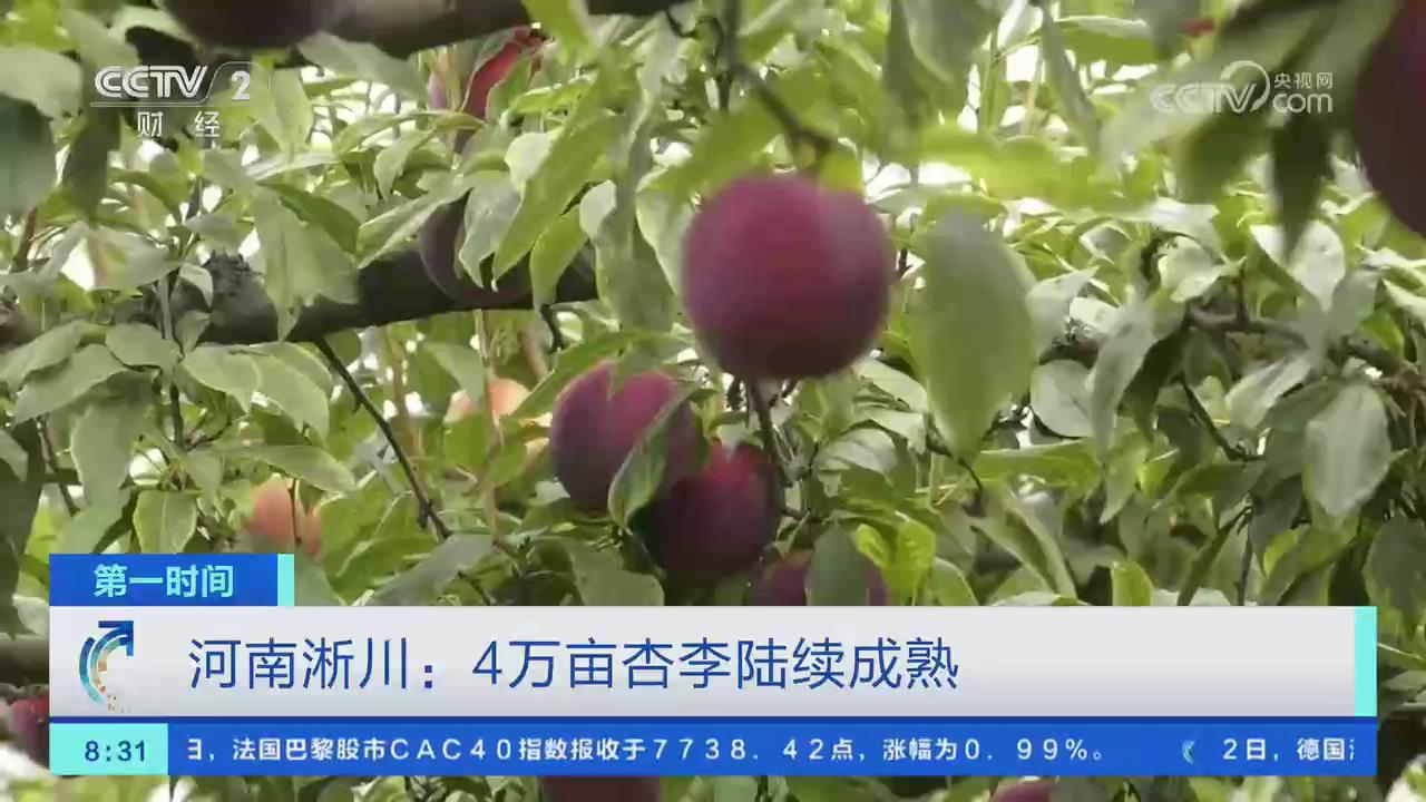 【央視關(guān)注河南淅川】4萬(wàn)畝杏李陸續(xù)成熟