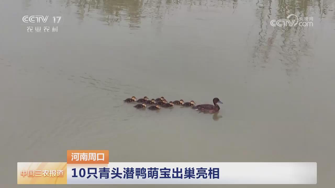 【央視關(guān)注河南周口】 10只青頭潛鴨萌寶出巢亮相