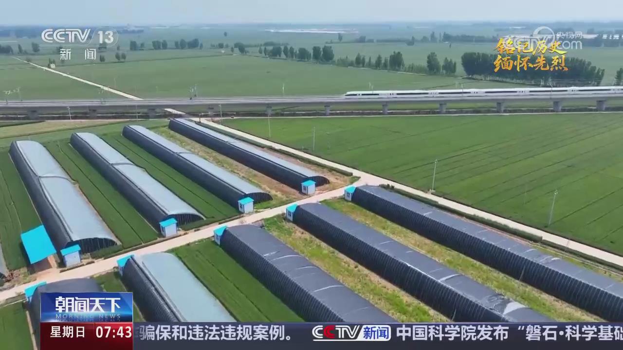 【央視關(guān)注河南濮陽(yáng)】鹽堿地上生新綠 革命老區(qū)煥新顏