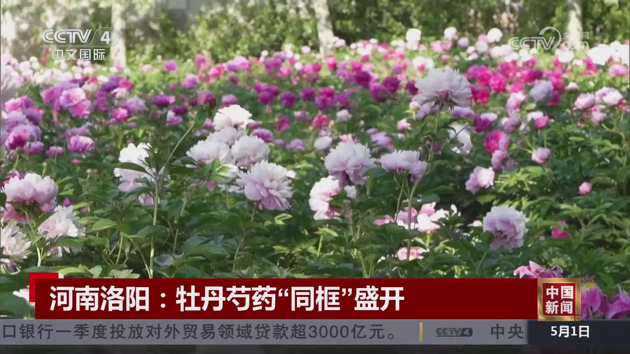 【央視關注河南洛陽】牡丹芍藥“同框”盛開 打造春日盛宴
