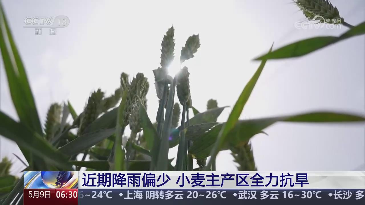 【央視關注河南】近期降雨偏少 小麥主產區全力抗旱
