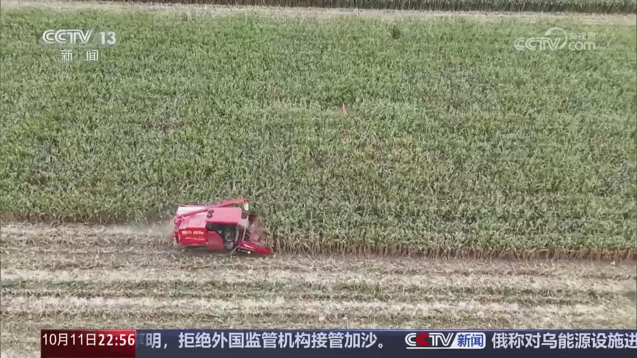 【央視關(guān)注河南】罕見(jiàn)秋雨“搶”秋收