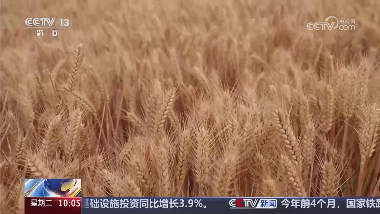 【央視關(guān)注河南新鄉(xiāng)】小麥田間“選秀” 試驗田進入收獲季