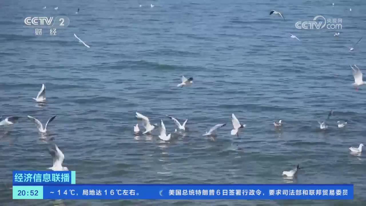【央视关注河南南阳】大批红嘴鸥到来 带火水库生态游