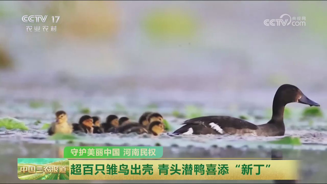 【央视关注河南民权】超百只雏鸟出壳 青头潜鸭喜添“新丁”