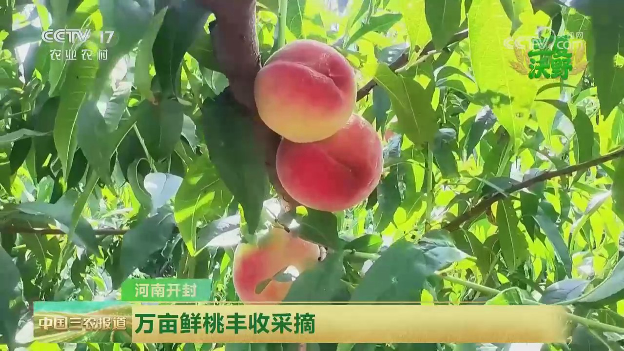 【央视关注河南开封】万亩鲜桃丰收采摘