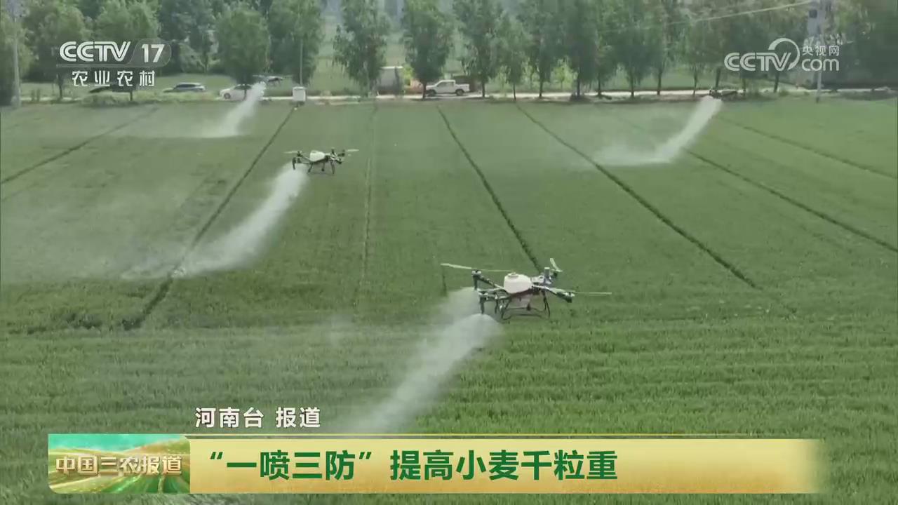 【央视关注河南新乡】“一喷三防”提高小麦千粒重