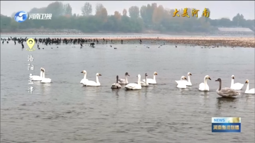 洛阳孟津：飞鸟和湿地美景撞个满怀丨大美河南