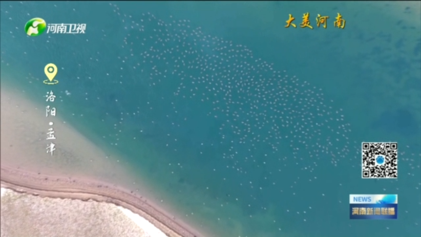 洛阳孟津：万羽竞翔迎春归丨大美河南