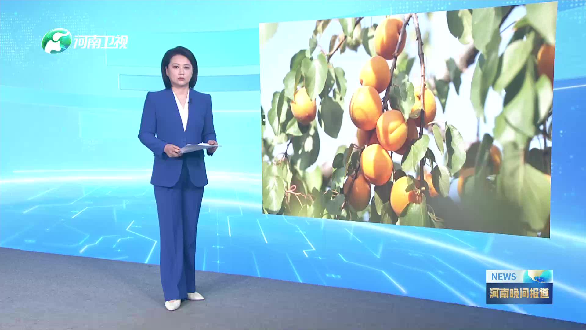 商丘永城：万亩山杏抢“鲜机”“云端”拓路销全国