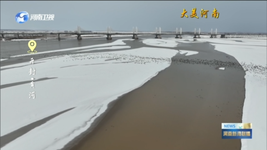 开封祥符区：候鸟雪后翱翔 湿地别样风景丨大美河南