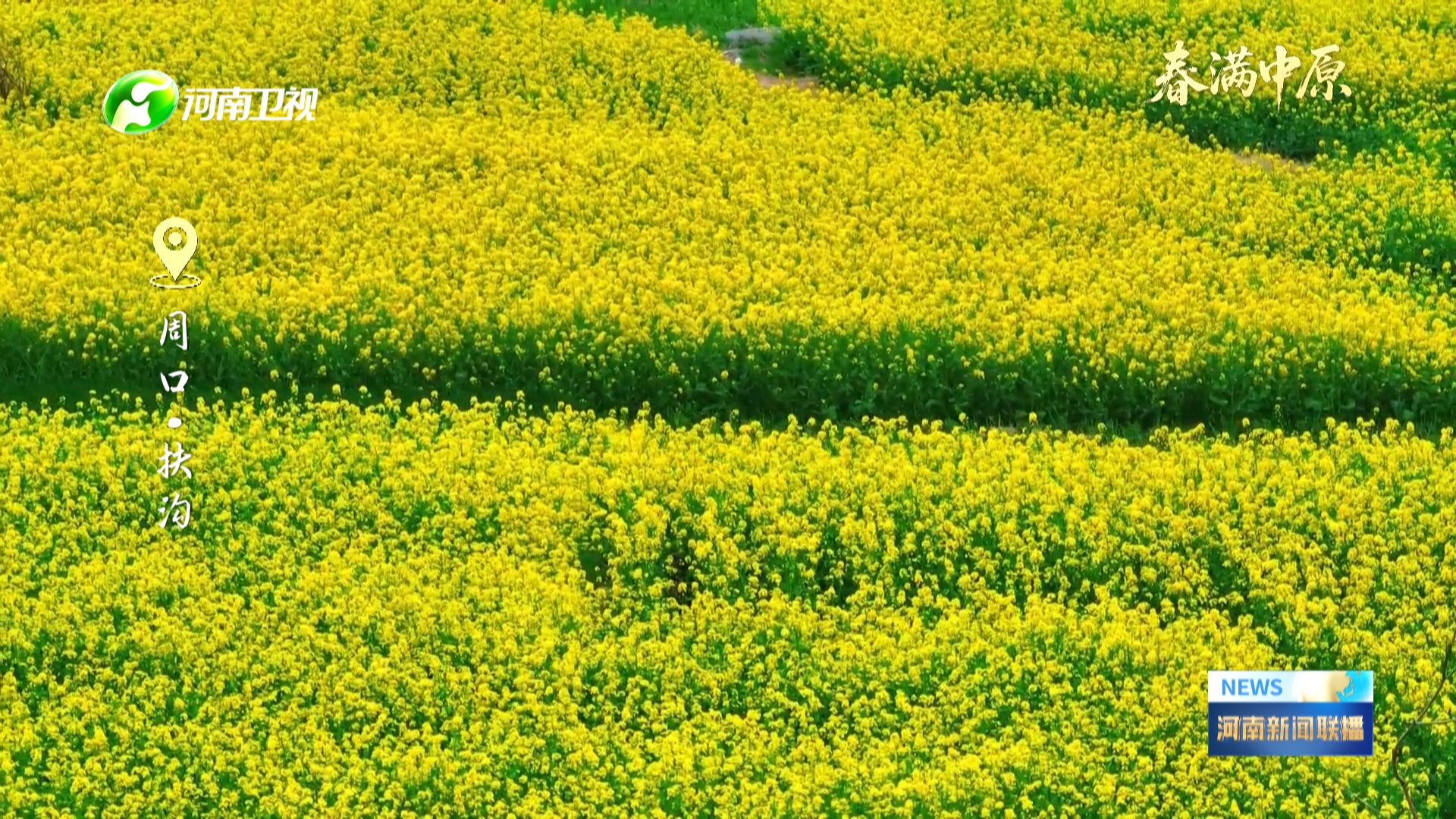 一色菜花十里黄丨春满中原