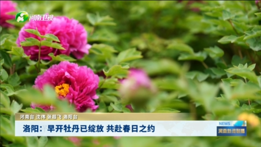 洛阳：早开牡丹已绽放 共赴春日之约
