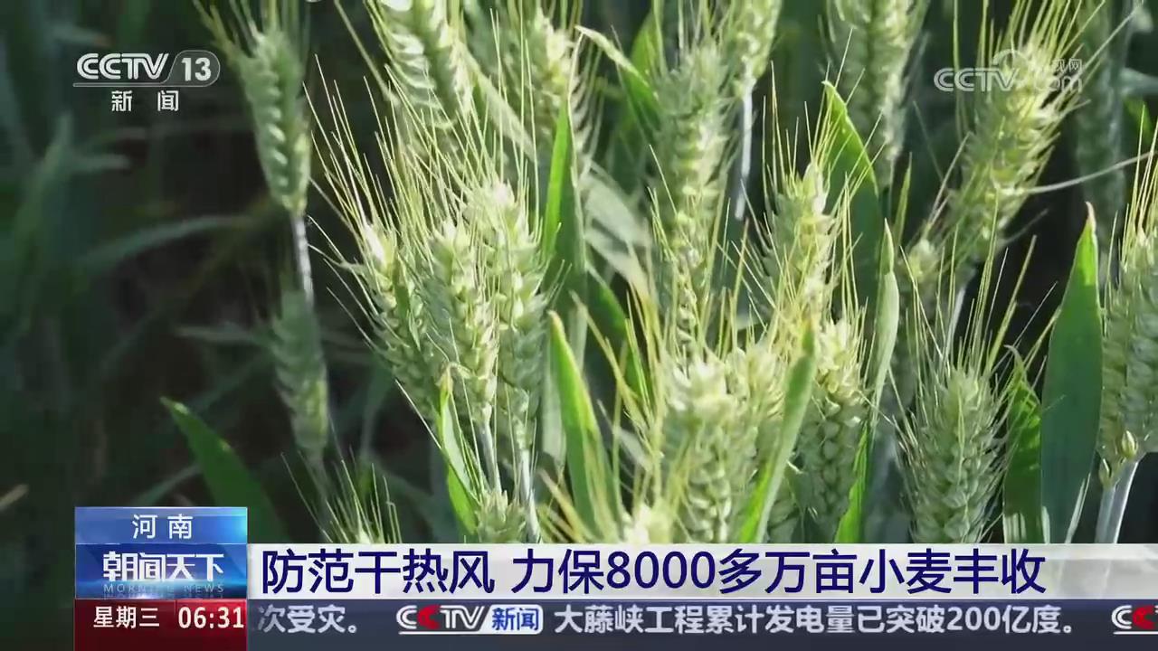 【央視關(guān)注河南】 防范干熱風(fēng)，力保8000多萬畝小麥豐收