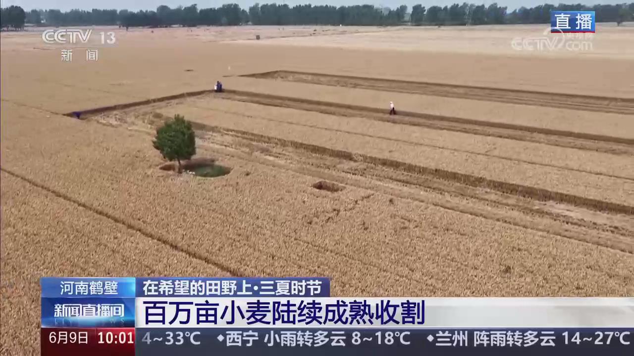 【央視關注河南鶴壁】百萬畝小麥陸續成熟收割