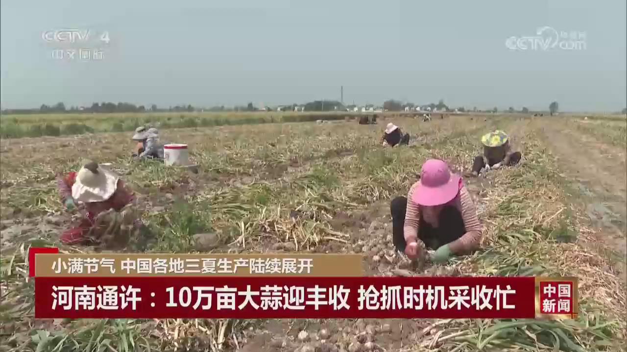 【央視關(guān)注河南通許】10萬畝大蒜迎豐收 搶抓時(shí)機(jī)采收忙