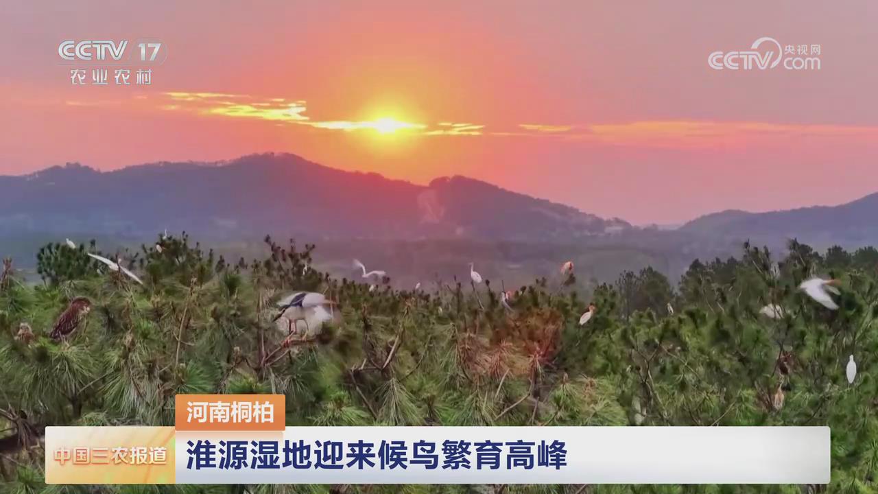 【央視關(guān)注河南南陽(yáng)】淮源濕地迎來候鳥繁育高峰