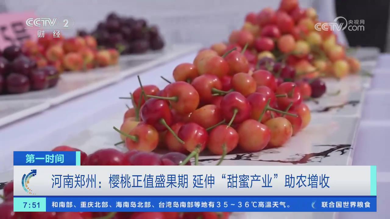 【央視關(guān)注河南鄭州】櫻桃正值盛果期 延伸“甜蜜產(chǎn)業(yè)”助農(nóng)增收
