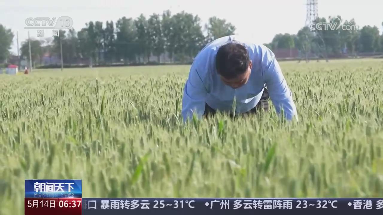 【央視關(guān)注河南】新聞特寫：種糧老把式的豐收秘訣