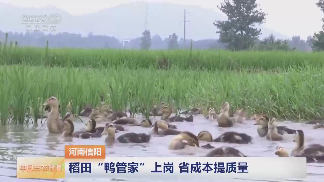 【央視關(guān)注河南信陽(yáng)】稻田“鴨管家”上崗 省成本提質(zhì)量