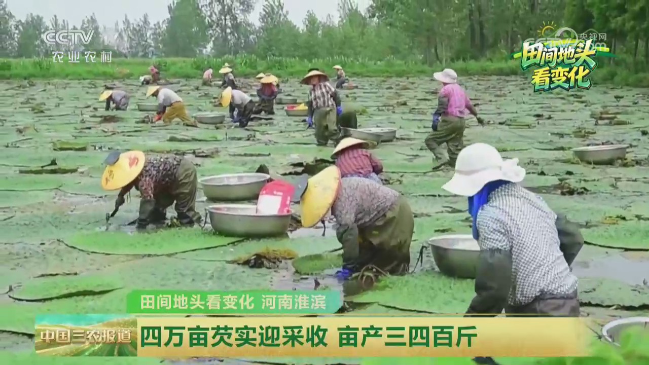 【央视关注河南淮滨】四万亩芡实迎采收 亩产三四百斤