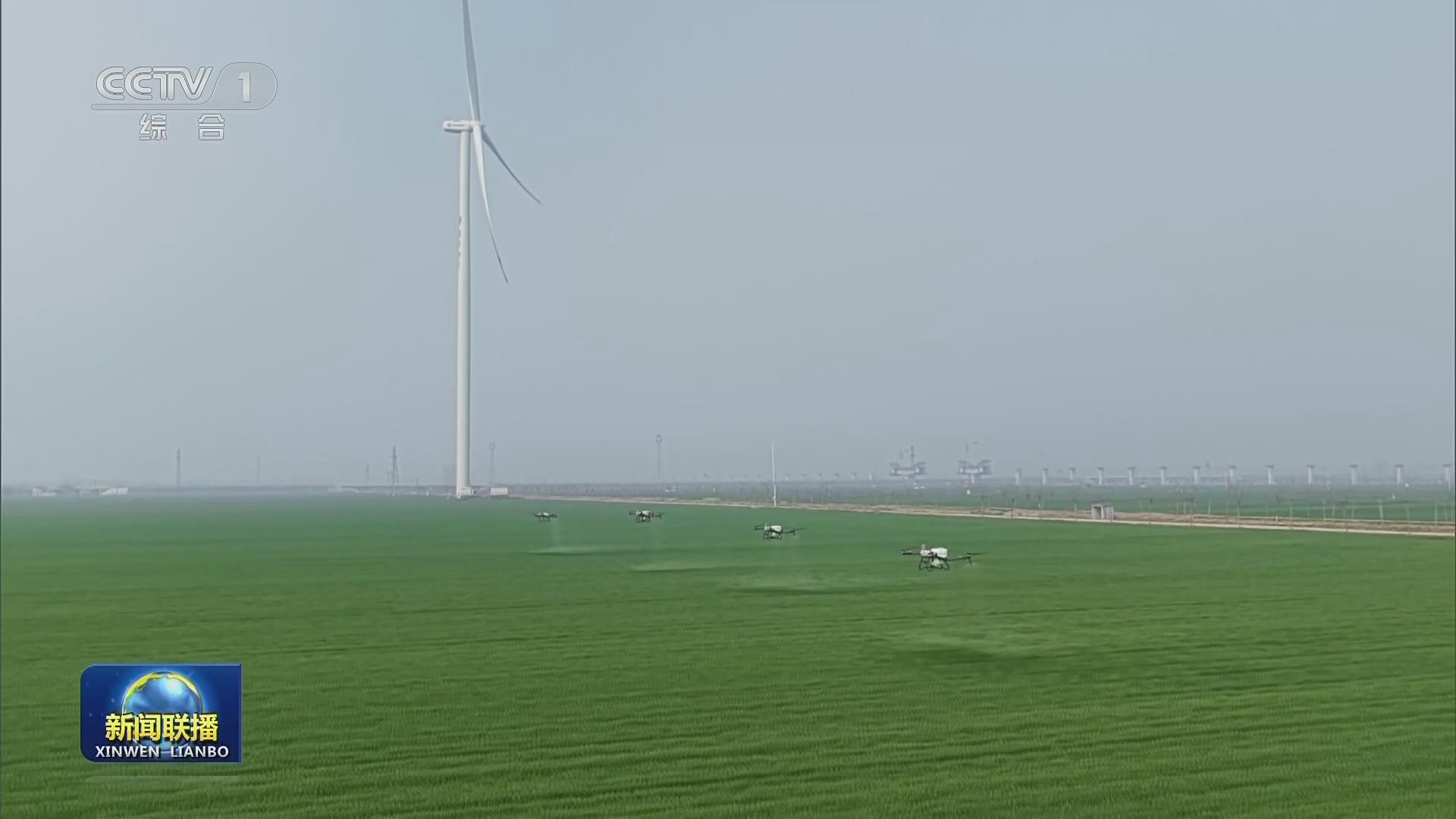 【央視聯(lián)播關(guān)注河南漯河】促弱轉(zhuǎn)壯 冬小麥田間管理全面展開