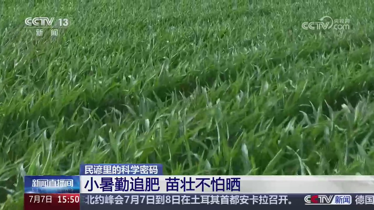 【央视关注河南漯河】小暑勤追肥 苗壮不怕晒