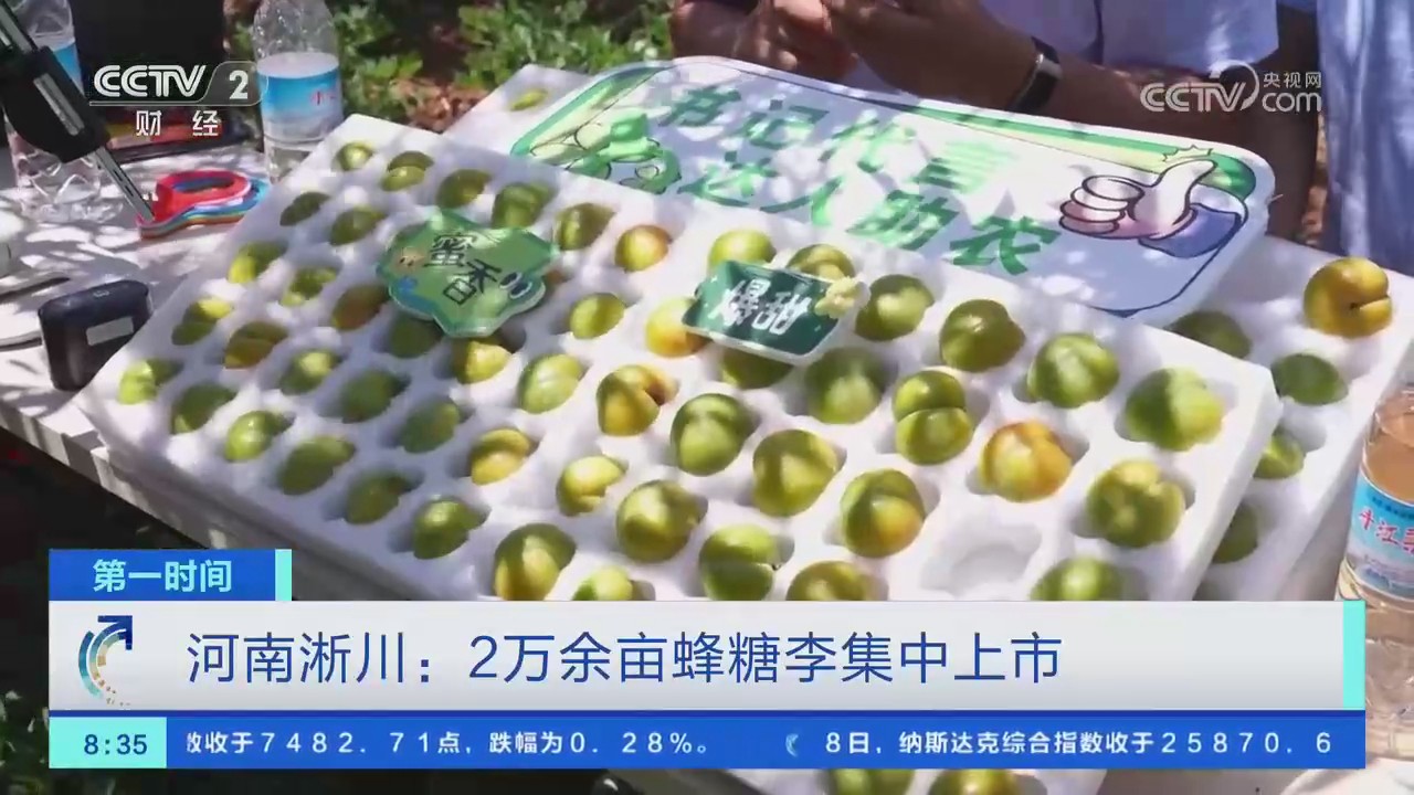 【央视关注河南淅川】2万余亩蜂糖李集中上市