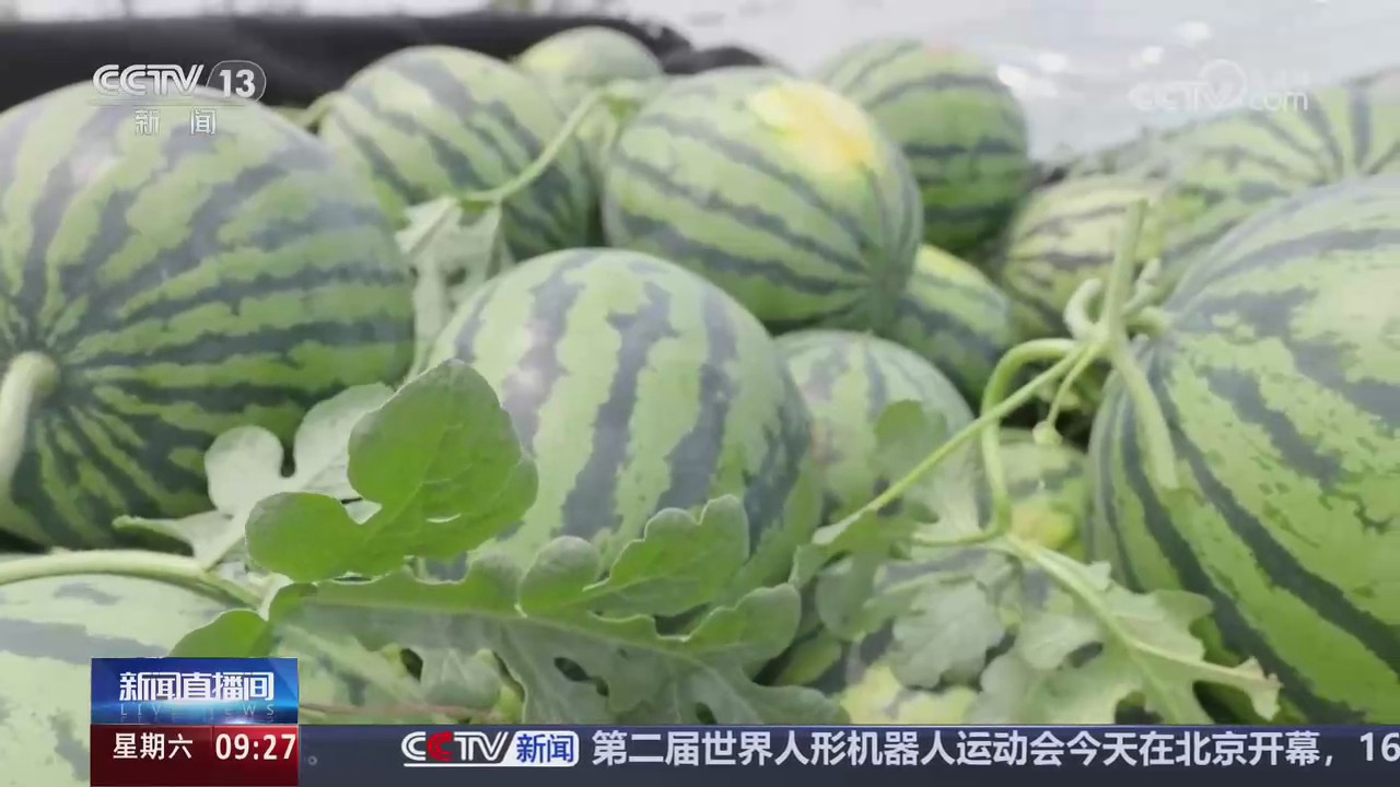 【央视关注河南】一线调研·瓜田三问