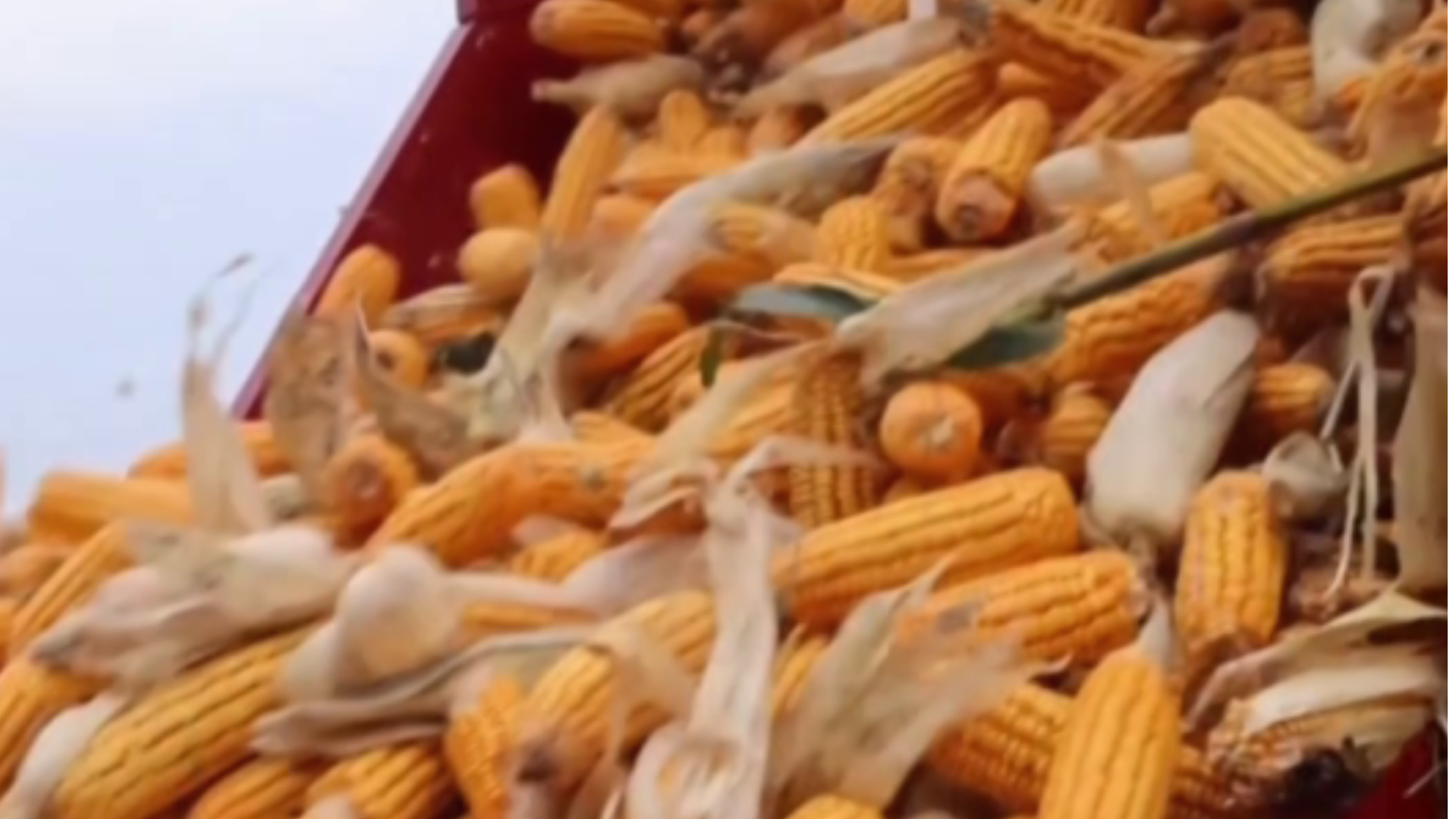 河南秋作物已收获11090万亩，秋收基本结束