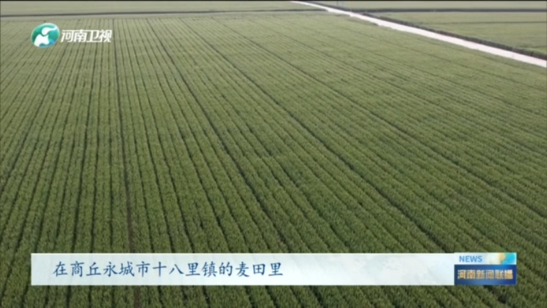 河南强化麦田精细管理  把“丰收在望”变成“丰收在仓”