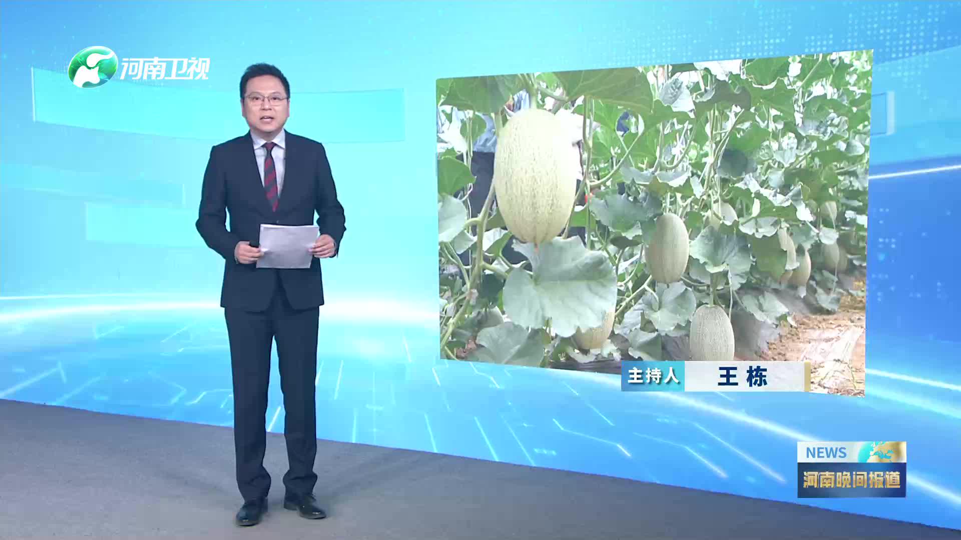 科技点沙成金 兰考蜜瓜成乡村振兴“金名片”丨乡村振兴看河南