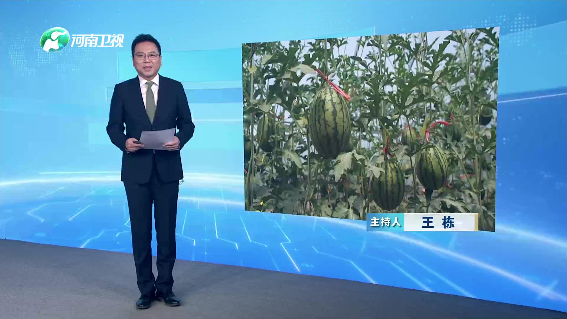周口西华：科技加持 “小吊瓜”成乡村富民“大产业”