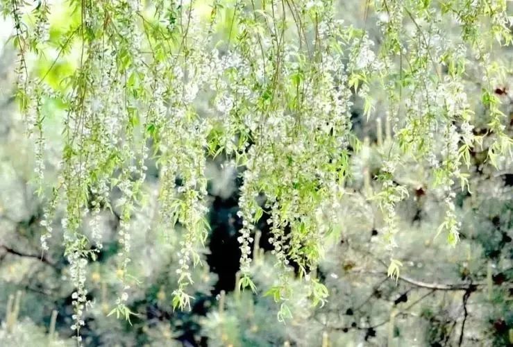 杨花为啥叫"柳絮"?
