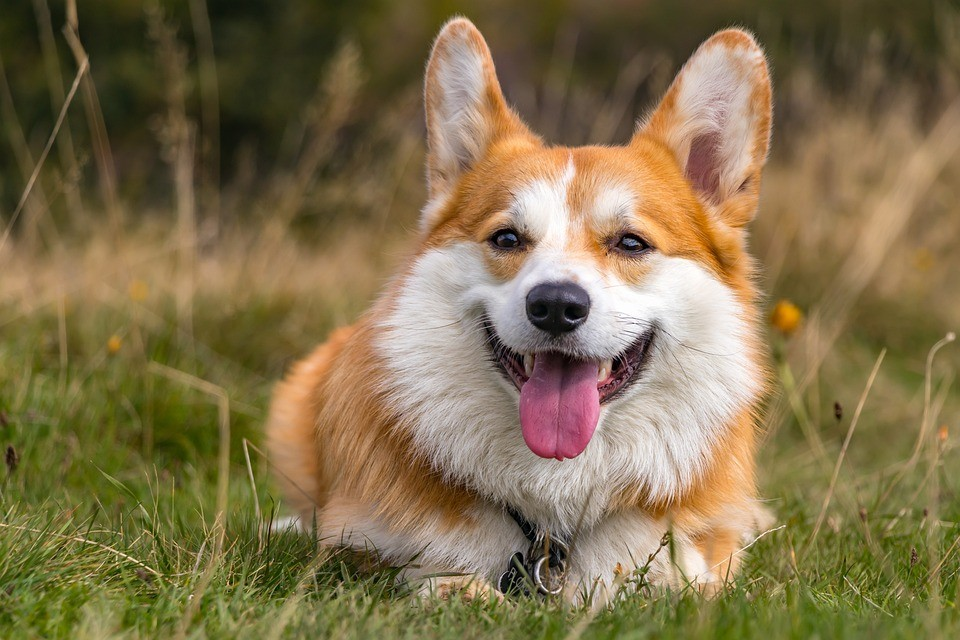 柯基居然是牧牛犬