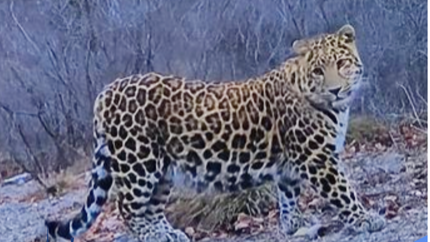 豹出没！河南博爱县闪现华北豹踪迹
