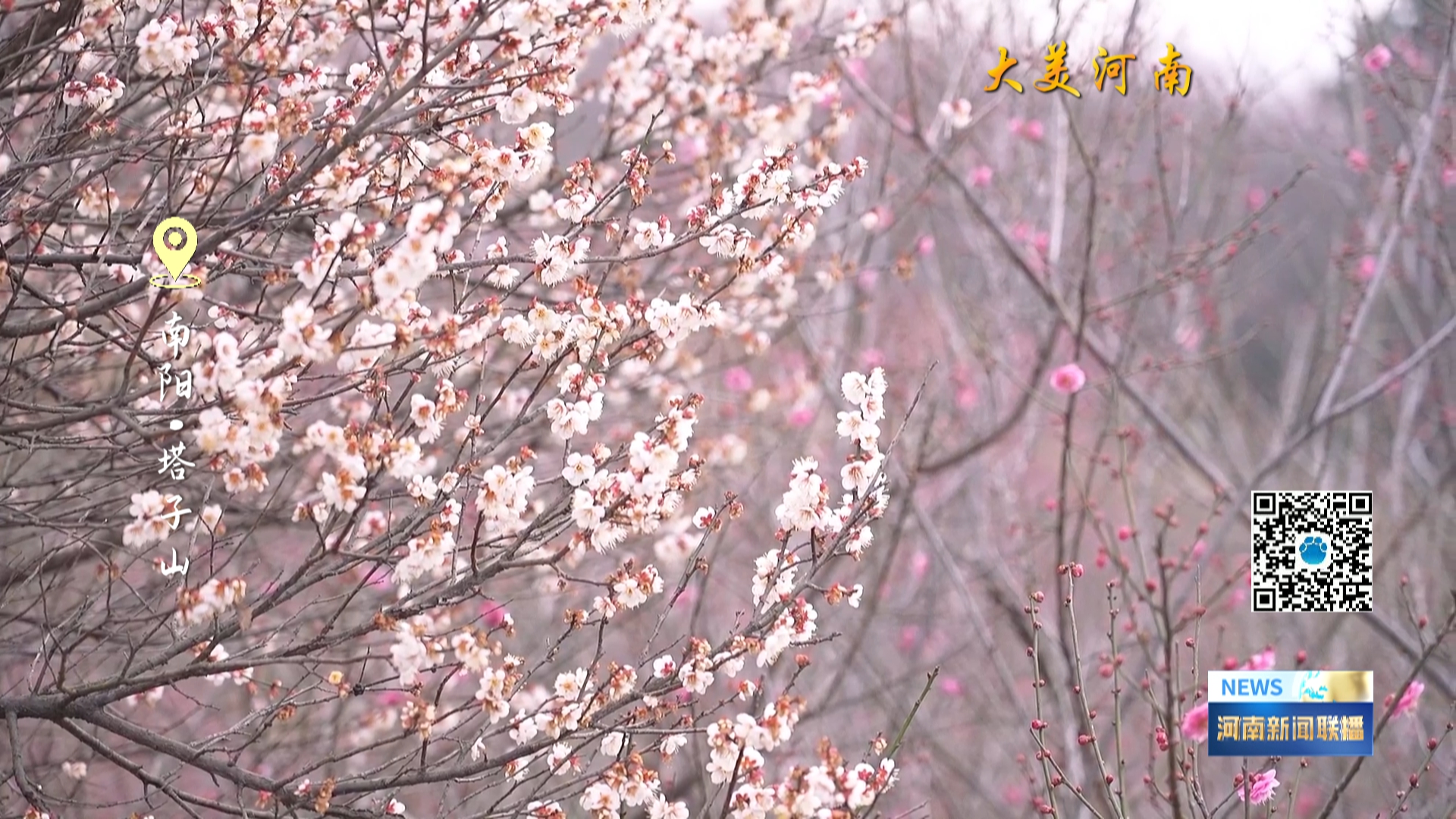 南阳：梅花次第开 踏香赏冬韵丨大美河南