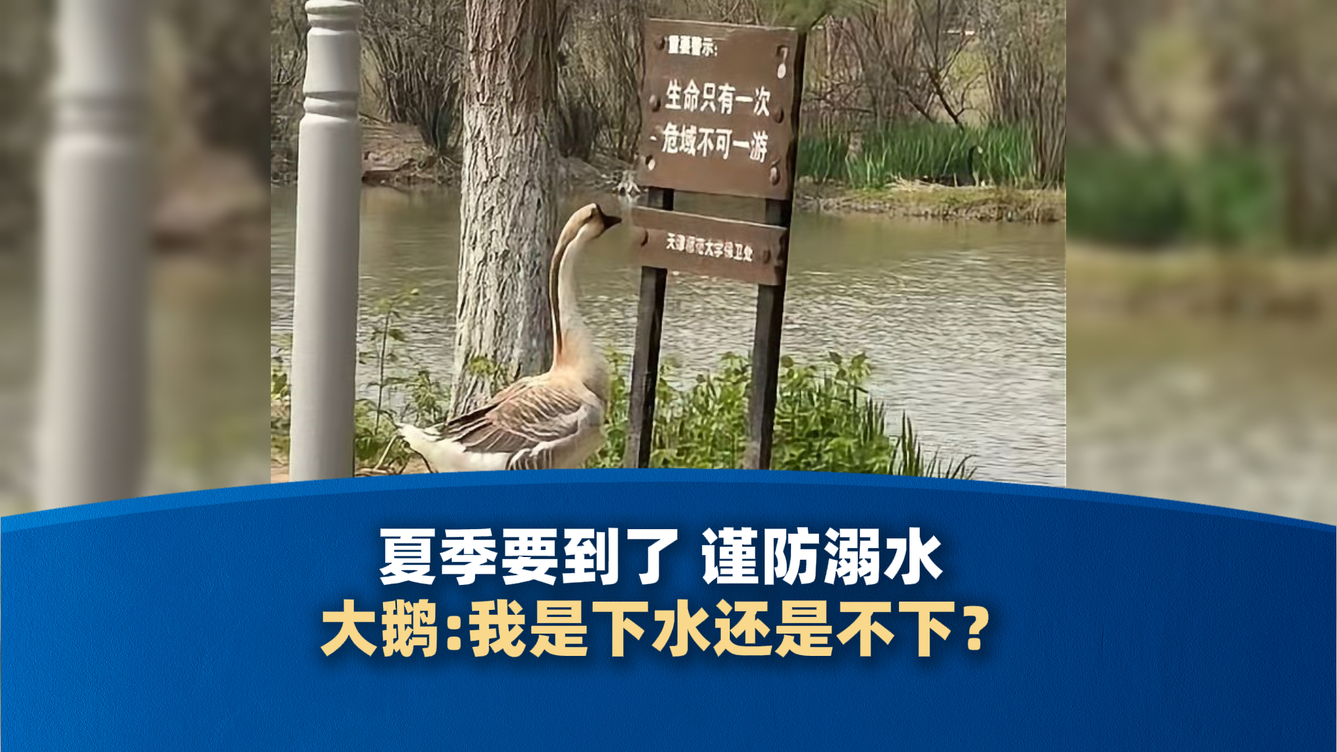 夏季要到了，谨防溺水  大鹅:我是下水还是不下？