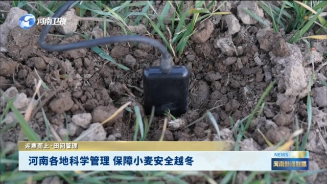 河南各地科学管理 保障小麦安全越冬丨迎寒而上·田间管理