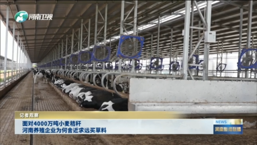 面对4000万吨小麦秸秆 河南养殖企业为何舍近求远买草料？丨记者观察
